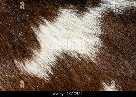 Brown with white spots fur close up Stock Photo