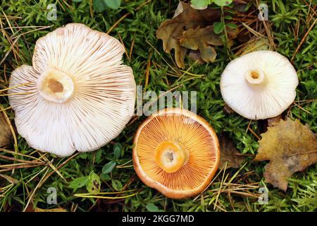 On the left and right are the conditionally edible woolly milkcap, while in the middle is the tasty and edible mushroom saffron milk cap. Stock Photo