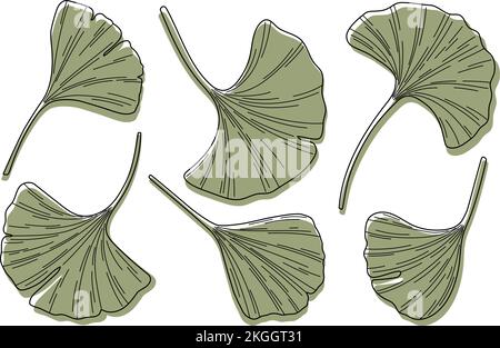 Ginkgo biloba leaves sketch vector illustration minimalist style Stock Vector