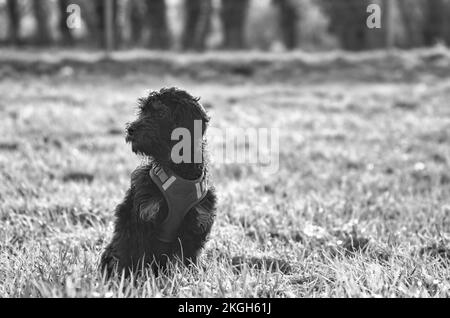 Goldendoddle puppy in black white taken, sitting on a meadow. The family dog is waiting . Black curly coat. Family dog that does not shed. Animal phot Stock Photo