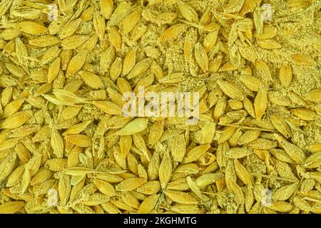 Full frame of rotten barley grains. Moldy barley grains. Mycotoxins - rotten barley grains. Rotten corn grains Stock Photo