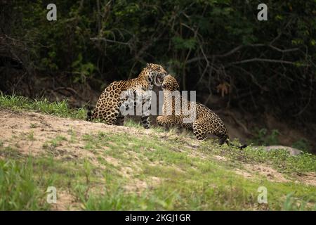 A Jaguar pair fighting in North Pantanal, Brazil Stock Photo