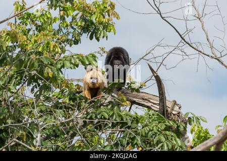 Macaco bugio hi-res stock photography and images - Alamy