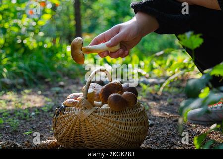 Hand holding Boltetus edulis next to full wicker basket of mushrooms in the forest. Mushroom harvesting season in the woods at fall. Stock Photo