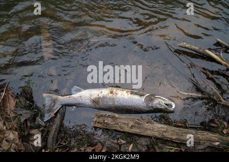 Large Atlantic salmon laying on the river shore. Dead fish washed out in the river after spawning Stock Photo