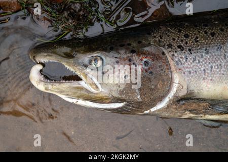 Large Atlantic salmon laying on the river shore. Dead fish washed out in the river after spawning Stock Photo