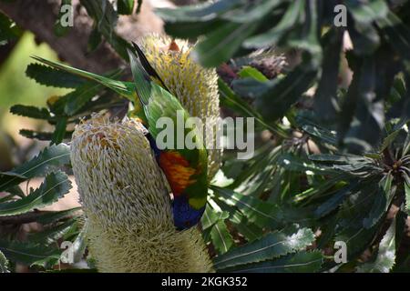 Rainbow lorikeet on Banksia flower Stock Photo