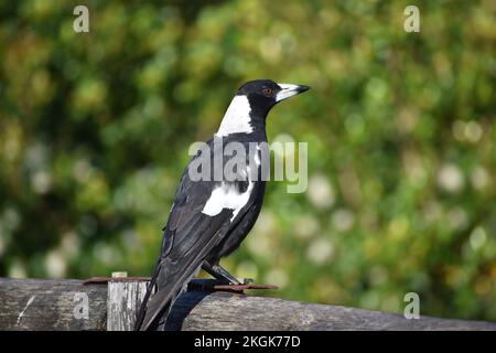 Magpie peacefully sitting on fence Stock Photo