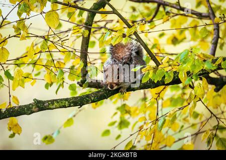 Gret squirrel roosting on a branch in an autumn coloured tree. Stock Photo