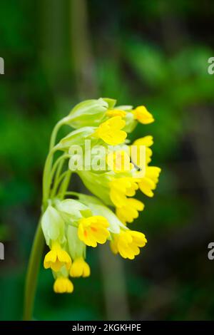 Blooming cowslip in the garden. Yellow flowers close-up. Primula veris. Stock Photo