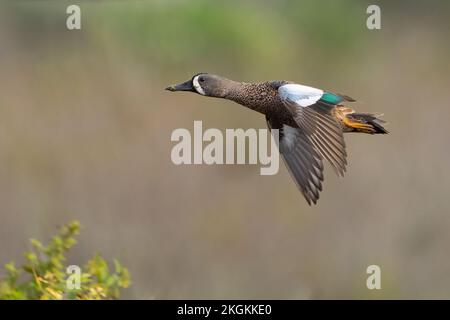 A blue-winged teal flying along Lake Apopka, Florida. Stock Photo