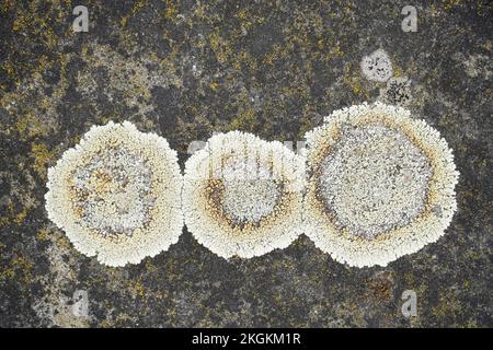 Lichen in stone background. Mushroom close-up. Stock Photo