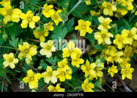 Close up of Waldsteinia ternata - golden strawberry. Hardy, early flowering perennials with yellow flowers. Ground cover for the garden. Stock Photo