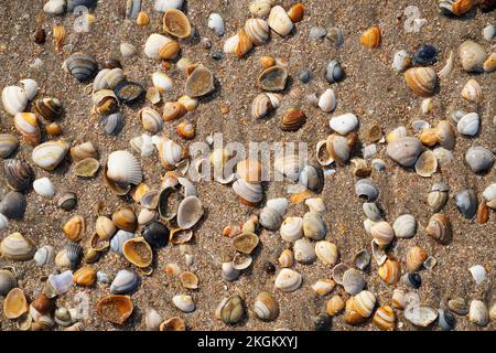 Colorful shells on the beach. Dutch North Sea coast. Stock Photo