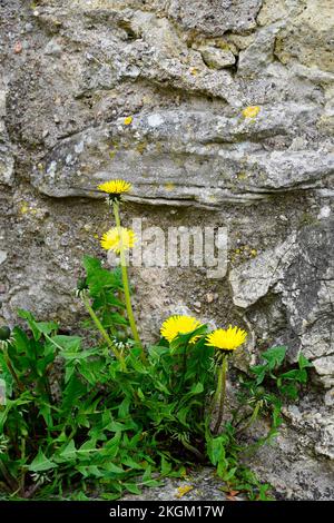 Blooming dandelions on a stone wall. Stock Photo
