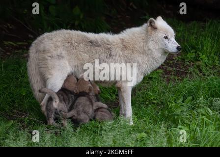 Arctic wolf closeup feeding her pups in spring in Canada Stock Photo