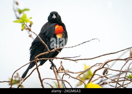 A male red-winged blackbird perching along Lake Apopka, Florida. Stock Photo