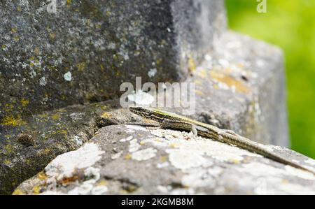 Wall lizard on an old wall. Podarcis muralis. Stock Photo