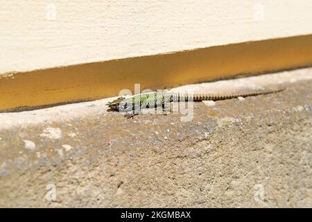 Wall lizard on an old wall. Podarcis muralis. Stock Photo
