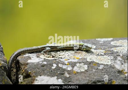 Wall lizard on an old wall. Podarcis muralis. Stock Photo