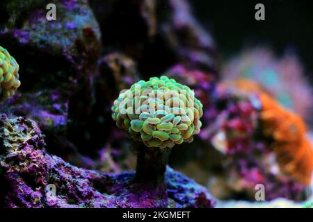 Photo inspiration: Euphyllia Corals Are Polyped Stony Corals Very Popular In Home Photo Inspiration