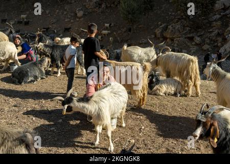 Asien, Türkei, Provinz Hakkari, an der türkisch-irakischen Grenze westlich der Provinzhauptstadt Hakkari, Frau melkt Ziege Stock Photo