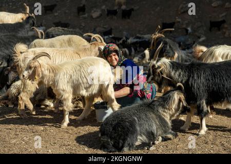 Asien, Türkei, Provinz Hakkari, an der türkisch-irakischen Grenze westlich der Provinzhauptstadt Hakkari, Frau melkt Ziege Stock Photo