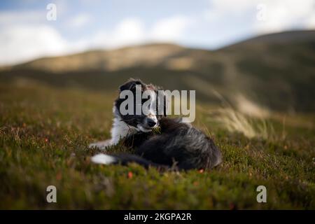 Border collie dog resting on grass Stock Photo