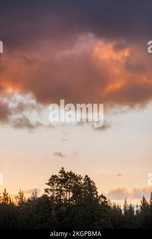 Clouds over silhouettes of forest trees at dawn Stock Photo