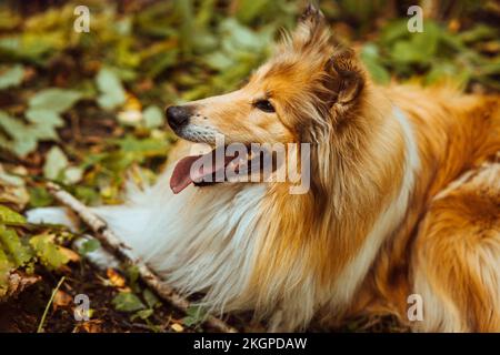 Collie dog lying on grass in forest Stock Photo