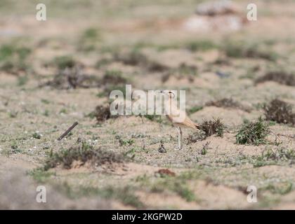 Cream-colored courser (Cursorius cursor) standing outdoors Stock Photo