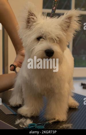 photo shearing a white dog Stock Photo