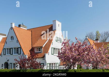 Belgium, West Flanders, De Haan, Cherry blossoms blooming in front of historic villa Stock Photo