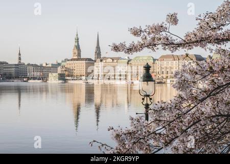 Germany, Hamburg, Inner Alster Lake in spring with street light and cherry blossom branches in foreground Stock Photo