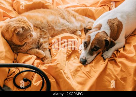 Jack Russell Terrier and Scottish Fold cat lying on bed at home Stock Photo