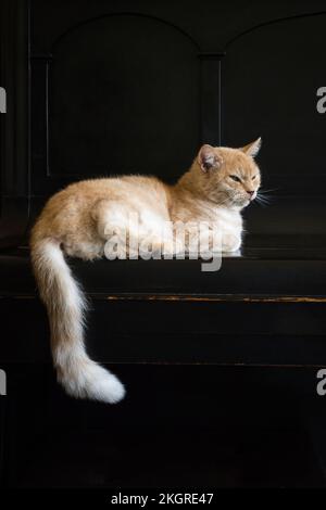 Cat relaxing on top of piano Stock Photo