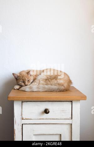 Cat sleeping on top of cabinet Stock Photo