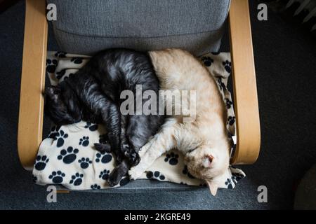 Two cats sleeping together on chair Stock Photo