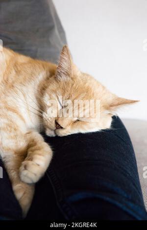 Portrait of cat sleeping on legs of woman Stock Photo