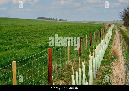 Newly planted saplings in the UK countryside. Stock Photo