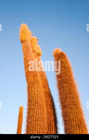 Isla Incahuasi hilly and rocky outcrop of land situated in the middle ...