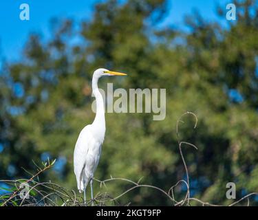 A Great Egret (Ardea alba) perches on some branches at the Sepulveda Basin Wildlife  Reserve in Van Nuys, CA. Stock Photo