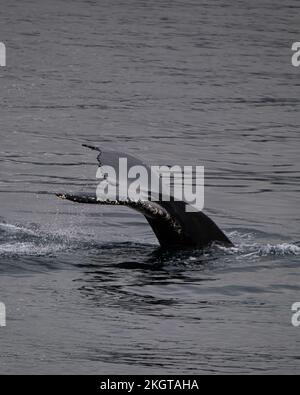 A vertical grayscale of a whale tail in the process of diving into the water Stock Photo