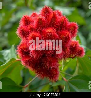 Closeup view of bright red fruits or seedpods of bixa orellana aka achiote or lipstick tree isolated outdoors on green natural background Stock Photo