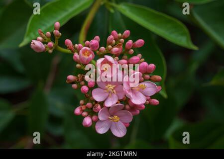 Closeup view of pink cluster of flowers and buds of jatropha integerrima aka peregrina or spicy jatropha isolated outdoors on natural background Stock Photo