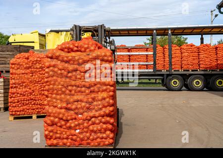 Onion Harvest Campaign 2022. Preparing Packages of Yellow Onion for shipping. Postharvest Handling Of Vegetables and Root Crops. Stock Photo