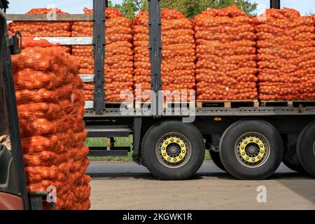 Onion Harvest Campaign 2022. Preparing Packages of Yellow Onion for shipping. Postharvest Handling Of Vegetables and Root Crops. Stock Photo