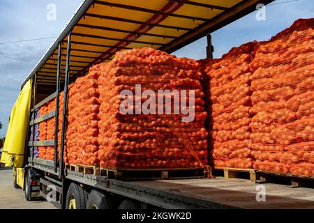 Onion Harvest Campaign 2022. Preparing Packages of Yellow Onion for shipping. Postharvest Handling Of Vegetables and Root Crops. Stock Photo