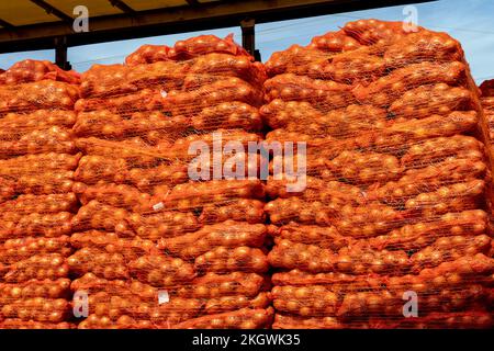 Onion Harvest Campaign 2022. Preparing Packages of Yellow Onion for shipping. Postharvest Handling Of Vegetables and Root Crops. Stock Photo