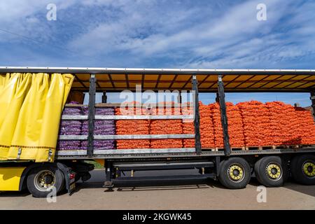 Onion Harvest Campaign 2022. Preparing Packages of Yellow Onion for shipping. Postharvest Handling Of Vegetables and Root Crops. Stock Photo